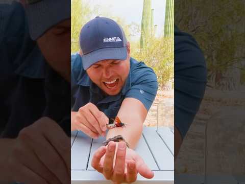 The #2 Most Painful Sting on Earth! thumbnail