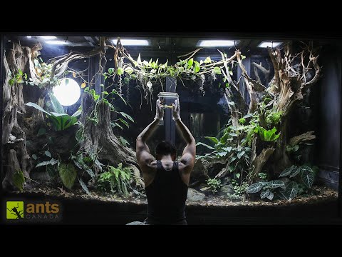 Adding an Invasive Species into My Rainforest Ecosystem Vivarium thumbnail