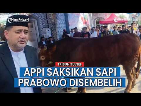 Sapi Bantuan Presiden Disembelih di Kecamatan Wajo Makassar thumbnail