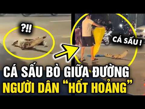 Xuất hiện CÁ SẤU TRÊN ĐƯỜNG, người đi xe máy HỐT HOẢNG NÉ TRÁNH | Tin 3 Phút thumbnail