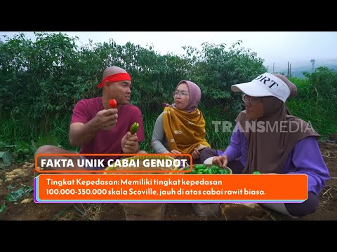 Berani Makan Makan Cabai Terpedas | JEJAK SI GUNDUL (14/05/26) P3 thumbnail