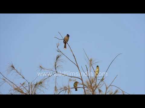Brown-headed Barbets perched in Wilderness Orchard thumbnail
