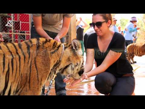 BANGKOK, THAILAND - Tiger Temple: People feeding tiger by hand thumbnail