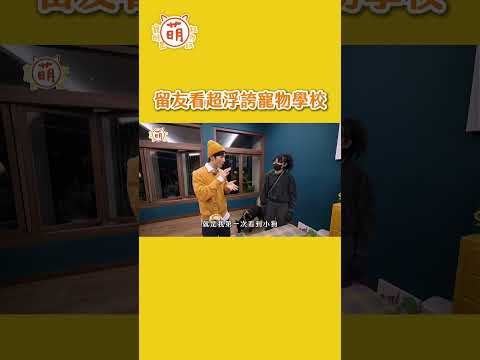 狗狗天堂 高級寵物學校！看了都想入住了！？🥺【 #主子好萌 】週三晚上9點準時鎖定YT #萌寵明星粗乃玩 thumbnail