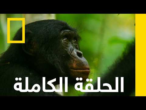 أفريقيا | الأسرار البرية لخط الاستواء | ناشونال جيوغرافيك أبو ظبي thumbnail