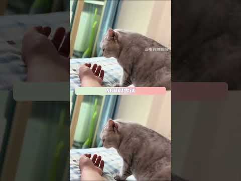晚安小猫#猫咪 #顺风车 #感人 #离别 #爱 thumbnail