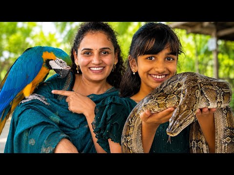Ammu with a Snake 🐍😱 | Animal Park  Adventure @v5familyshow  thumbnail