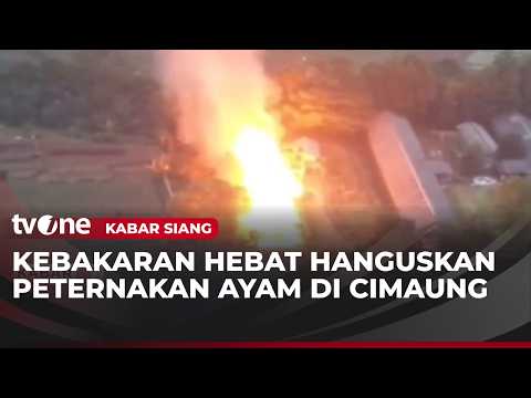 Kandang Ludes Terbakar, Ratusan Ayam Terpanggang | Kabar Siang thumbnail