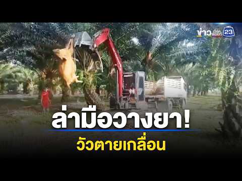 ล่ามือวางยา! วัวตายเกลื่อนสวนปาล์ม | ตลาดข่าว - ข่าวเช้าเวิร์คพอยท์ | 16 พ.ค. 69 thumbnail