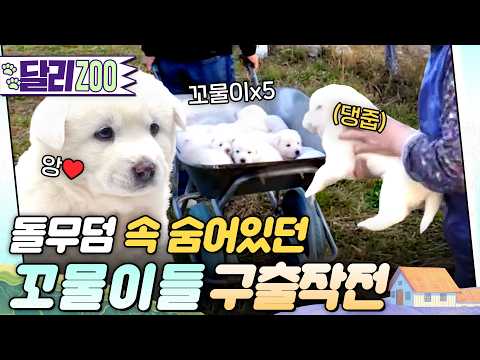 [🐕#달리ZOO] 돌무덤 근처를 떠나지 않는 '진순이'🐶 그곳을 지켜야만 했던 이유는?  #TV동물농장 #달리 #DALI thumbnail