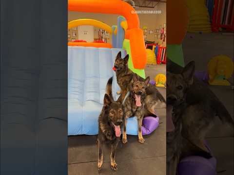 German Shepherd Bounce House Chaos thumbnail