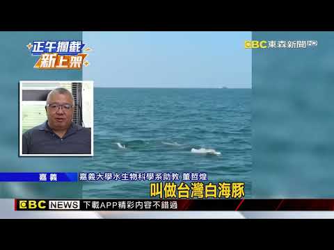 極危物種中華白海豚 東石外海跟著漁船游@newsebc thumbnail