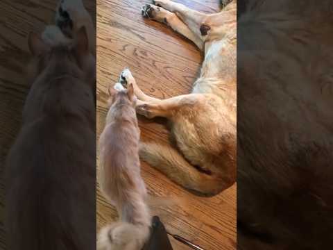 #cat #cute #catvideo #cutecat #funnyvideo #funny #pets thumbnail