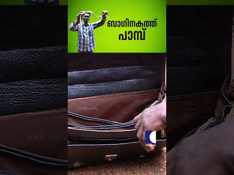 ബാഗിനകത്ത് പാമ്പ് #snakemaster #vavasuresh #kattupambu thumbnail