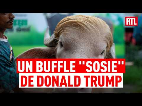 Un buffle vient d'échapper à la mort grâce à Donald Trump ! thumbnail