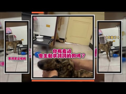 狗狗吃完飼料馬上找主人求誇誇！ thumbnail