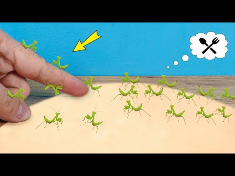 ¡Nacieron 100 crías de MANTIS religiosa! ¿Qué debemos alimentarlas? thumbnail