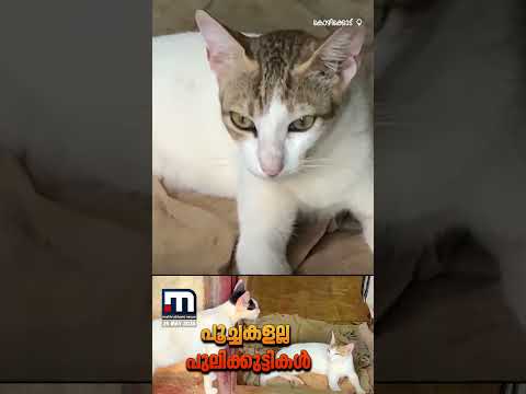 പൂച്ചകളല്ല പുലിക്കുട്ടികൾ!! വടകരയിൽ മൂർഖൻ പാമ്പിൽ നിന്ന് വീട്ടുകാരെ രക്ഷിച്ച് വളർത്തു പൂച്ചകൾ thumbnail