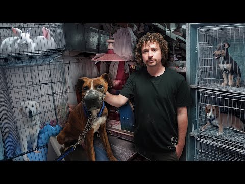 Los mercados y el abandono de perros en LATAM: una dura realidad 🐕 thumbnail