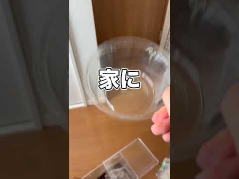 タランチュラが脱走してしまいました！！！！！！！ thumbnail