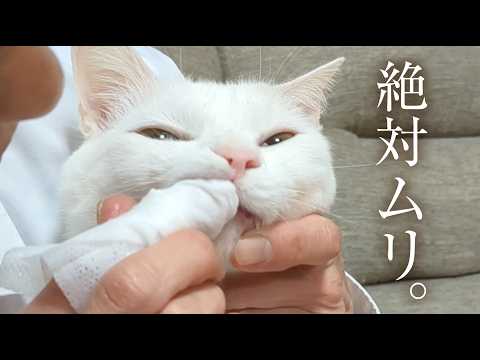 【悲報】愛猫?奥歯磨きを断固拒否！そこで神アイテム投入したら大盛り上がり??? thumbnail