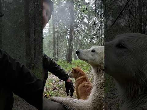 Попал с друзьями в грозу в лесу! thumbnail