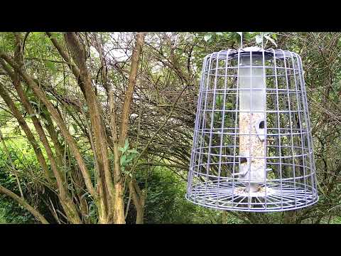 More Live Nature Live Stream thumbnail