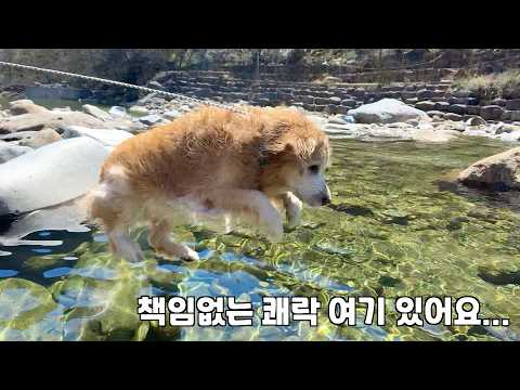 1년만에 계곡 가서 얼마나 신났는지 감도 안오는 10살 리트리버 thumbnail