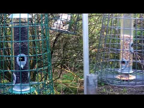 More Live Nature Live Stream thumbnail