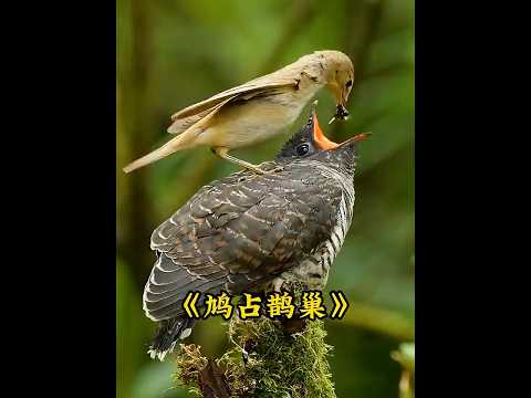 芦苇莺夫妇帮杜鹃养孩子，亲生骨肉全被雏鸟杀死，最后一无所获#animals thumbnail
