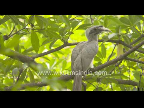 An Indian Grey Hornbill resting calmly on a sunlit forest tree branch | Wilderness Orchard, Delhi thumbnail