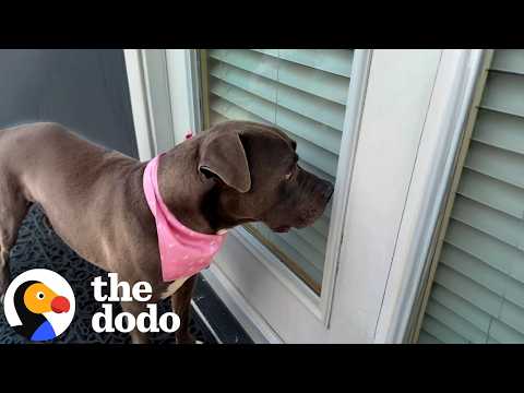 Shelter Pittie Keeps Looking For One Door to Walk Into Forever | The Dodo thumbnail