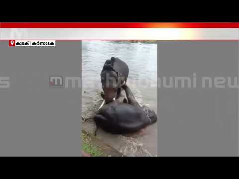 ആനകൾ തമ്മിലടിച്ചു; ടൂറിസ്റ്റിന് ദാരുണാന്ത്യം | Tourist Death | Elephant Attack | Coorg thumbnail