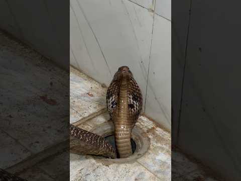 आप सोच भी नहीं सकते कहां छुपा था, ऐसा कैसे हो सकता है।  Venomous Cobra Snake Rescue in India thumbnail