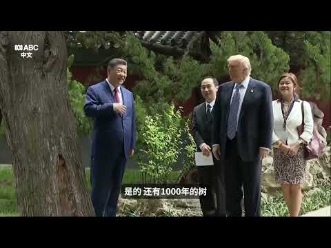 ￼《中文字幕》習近平帶特朗普參觀中南海，介紹百年古樹，特朗普感嘆環境優美，根本不捨得離開！ thumbnail