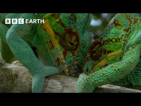 Madagascar's Most Amazing Wildlife | BBC Earth thumbnail