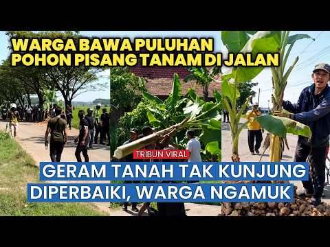 Kesal Tak Kunjung Diperbaiki, Warga Blora Sulap Jalan Berlubang Jadi Kebun Pisang thumbnail