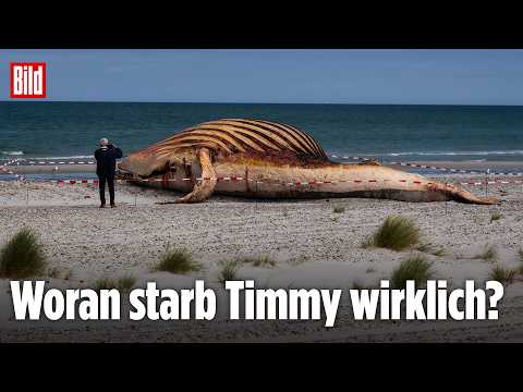 Experten zerlegen Walkadaver: Hier schneiden sie Timmy auf thumbnail