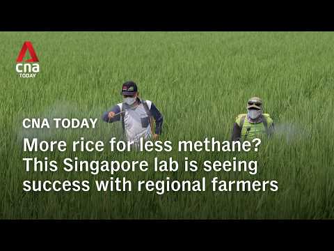 More rice for less methane? This Singapore lab is already seeing success with regional farmers thumbnail