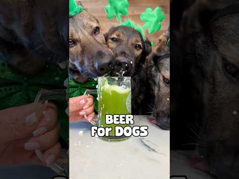 Beer For Dogs Recipe thumbnail