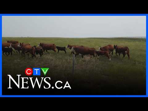 CFIA pauses proposed cattle movement reporting rules thumbnail