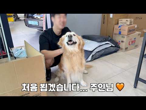 남의 집 개가 되는게 꿈인 리트리버 함부로 데리고 다니면 안되는 이유 thumbnail