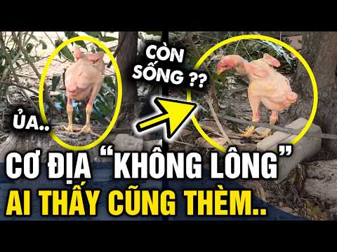 Nuôi con gà BỊ RỤNG LÔNG, dân mạng xem xong thấy VỪA THƯƠNG MÀ VỪA THÈM | Tin 3 Phút thumbnail