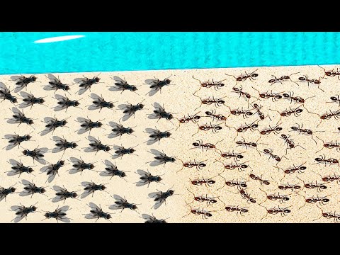 1000 MOSCAS vs 1000 HORMIGAS thumbnail