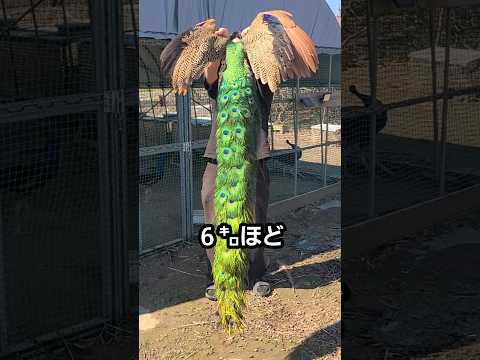 巨大なクジャクを運ぶ方法 / How to Transport a Peacock thumbnail