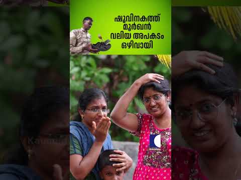 ഷൂവിനകത്ത് മൂർഖൻ വലിയ അപകടം ഒഴിവായി #snakemaster #vavasuresh #cobra thumbnail