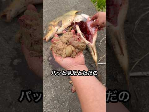コイの卵で『いくら』を作るとこうなる thumbnail