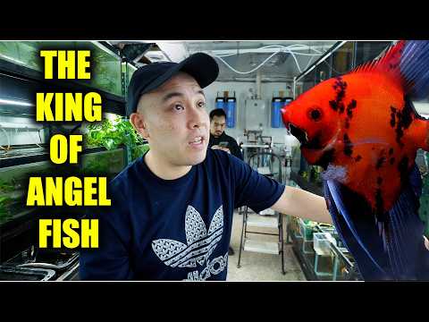 THE BEST ANGELFISH HATCHERY I HAVE EVER SEEN! - the king of diy thumbnail