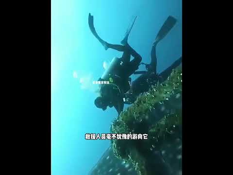 深海里的鲸鲨，竟向潜水小哥求助 thumbnail