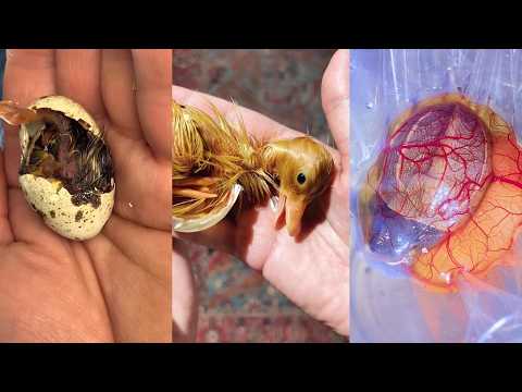 The Story of Eggs#lovestory #rescue  #eggs #cute #love  #birds #lizard #turtle #duck #chicks #quail thumbnail